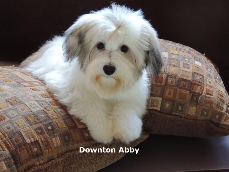 havanese puppies for sale nc nc havanese puppies for sale havanese puppies for sale nc nc havanese puppies for sale