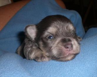 los perritos havanese reviews nc havanese puppies for sale los perritos havanese reviews nc havanese puppies for sale