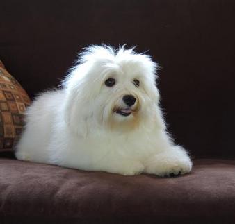 los perritos havanese nc havanese puppies for sale los perritos havanese nc havanese puppies for sale